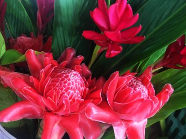 Yakın plan kırmızı Fener çiçeği koyu arkaplan, çiçek üzerine ışık ve gölge, odak çiçeği ve bulanık arkaplan.