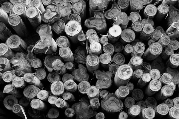 Texture Bois Noir Blanc — Photo