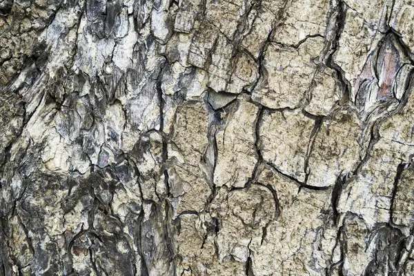 Bakgrund Textur Träd Bark Hud Barken Ett Träd Som Spår — Stockfoto