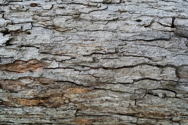 乾いた木の樹皮の質感の背景 — ストック写真