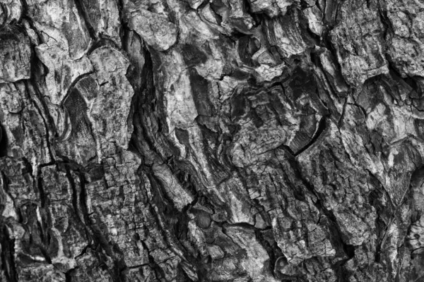 Vzorek Textury Stromu Starého Dřeva — Stock fotografie