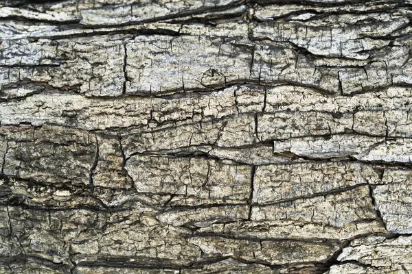 Старая Деревянная Текстура Крупным Планом — стоковое фото