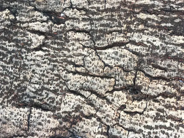 Konsystencja Tła Kory Drzewa Skóra Kory Drzewa Które Śledzi Pękanie — Zdjęcie stockowe