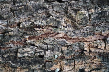 kuru ağaç kabuğu dokusu arkaplanı.