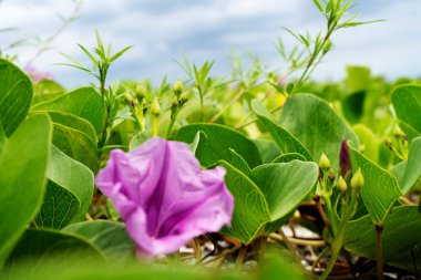 Su damlacıkları ile sabah zaferi çiçeği.