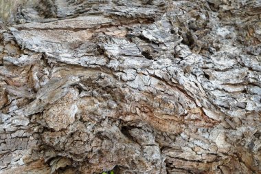 Yakın plan Eski Ahşap Desen Doku.