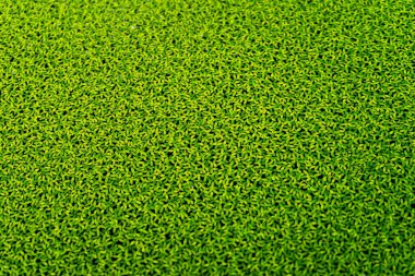 Su yüzeyi bir duckweed ile kaplı.