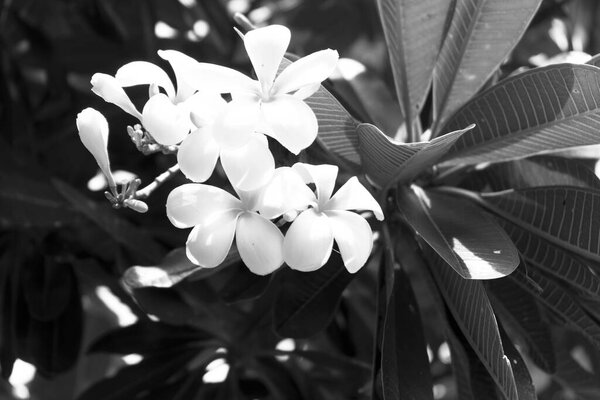 Frangipani Fleurs Sur Arbre Dans Garde — Photo