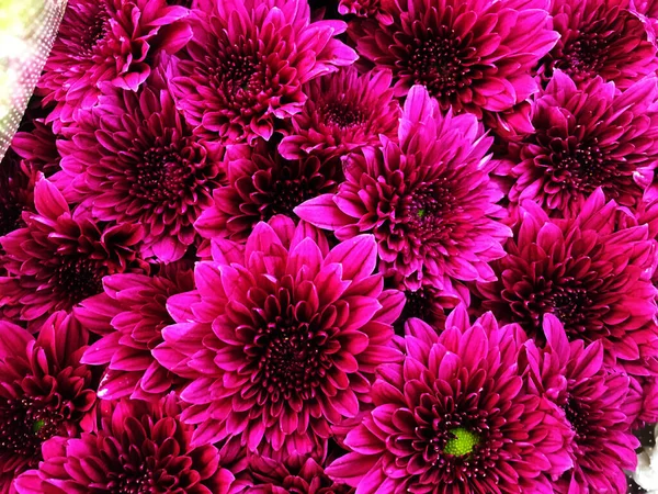 Chrysanthemum Close Background Picture Красивые Розовые Цветы — стоковое фото