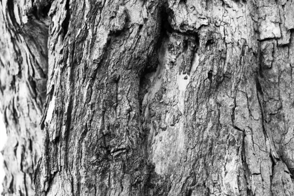 Текстура Старого Дерева Візерунок Тла — стокове фото