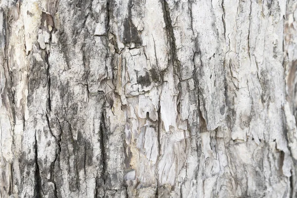 Hintergrundtextur Der Baumrinde Haut Die Rinde Eines Baumes Der Risse — Stockfoto