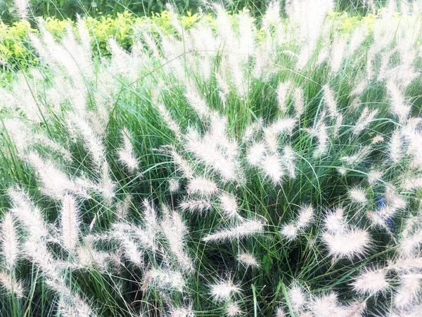 Schöne Ökologische Naturlandschaft Aus Nächster Nähe Mit Wiese Abstrakter Gras — Stockfoto