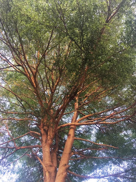 Vista Das Grandes Árvores Branchy — Fotografia de Stock