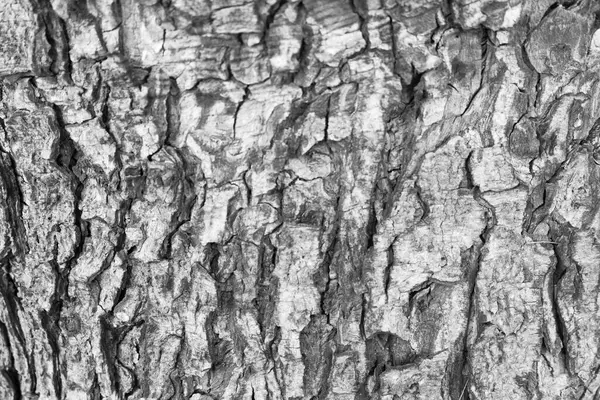 Hintergrundtextur Der Baumrinde Haut Die Rinde Eines Baumes Der Risse — Stockfoto