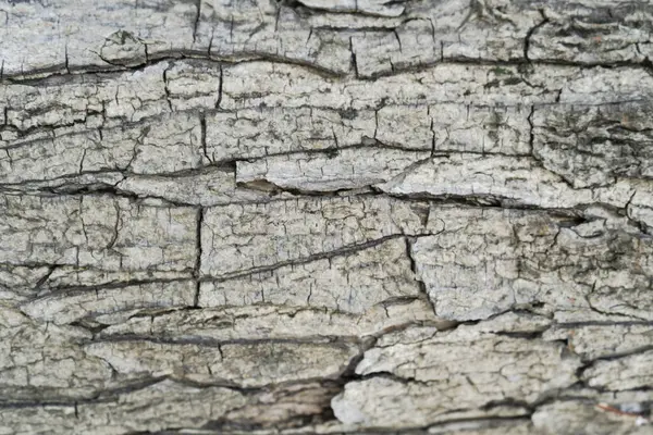 Zbliżenie Stary Wzór Drewniany Tekstury — Zdjęcie stockowe