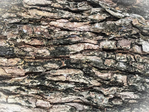 Tree Bark Texture Background Close Bark Tree — Stock Photo, Image