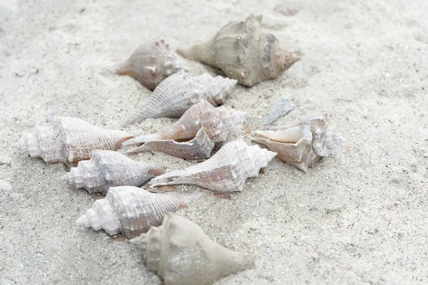 Muscheln Und Steine Sandstrand Muscheln Und Steine Strand — Stockfoto