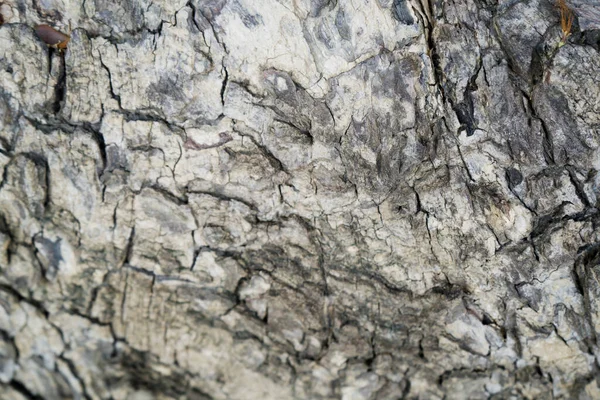 Υφή Φόντου Φλοιού Δέντρου Δέρμα Του Φλοιού Ενός Δέντρου Που — Φωτογραφία Αρχείου