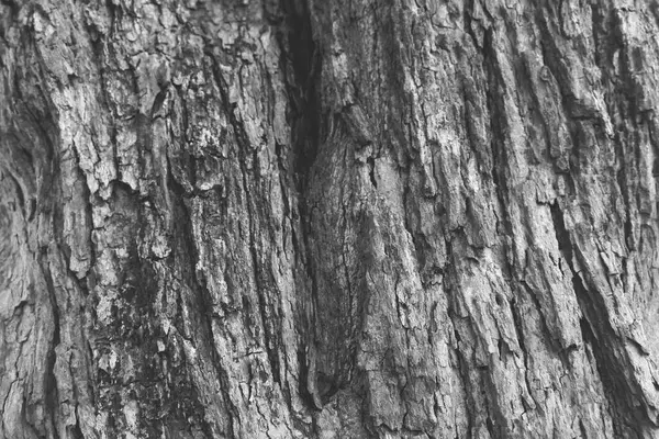 Old Wood Tree Texture Background Pattern.