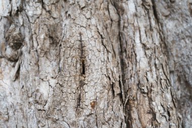 Yakın plan Eski Ahşap Desen Doku.