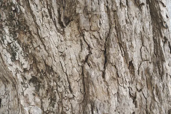 Trockene Baumrinde Textur Hintergrund — Stockfoto