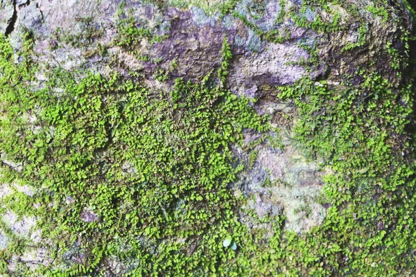Ένας Μικρός Μύκητας Που Ευδοκιμεί Ξηρούς Κορμούς Καρύδας — Φωτογραφία Αρχείου