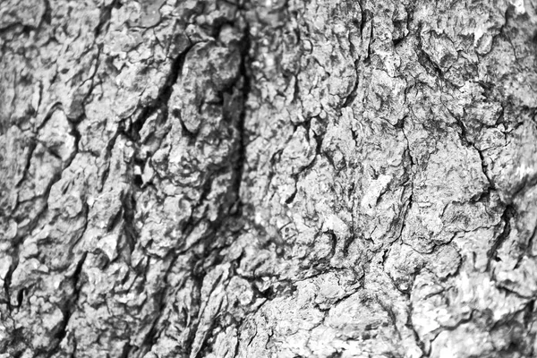 Ağaç Kabuğunun Karmaşık Dokusu Güzel Doğal Arkaplan — Stok fotoğraf