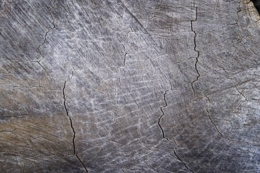 Arka planda ağaç gövdesi ve ahşap dokusuyla kesilmiş..