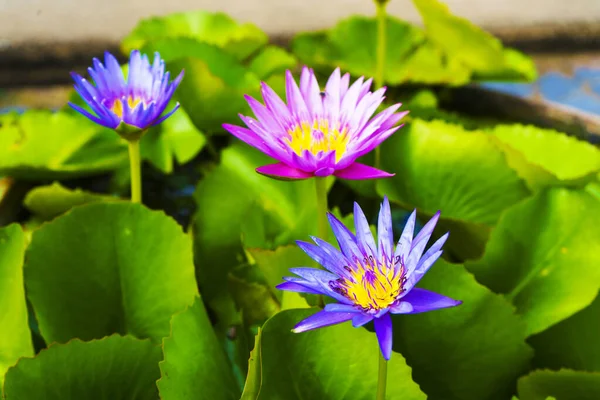 Lila Lotusblume Hintergrund Park Wanne Für Tapete Dekoration — Stockfoto