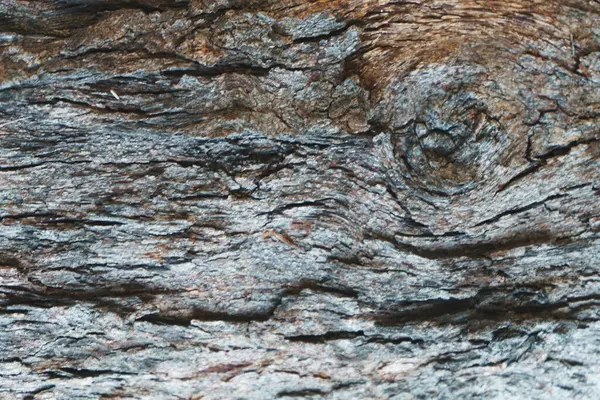 Árvore Seca Casca Textura Fundo — Fotografia de Stock