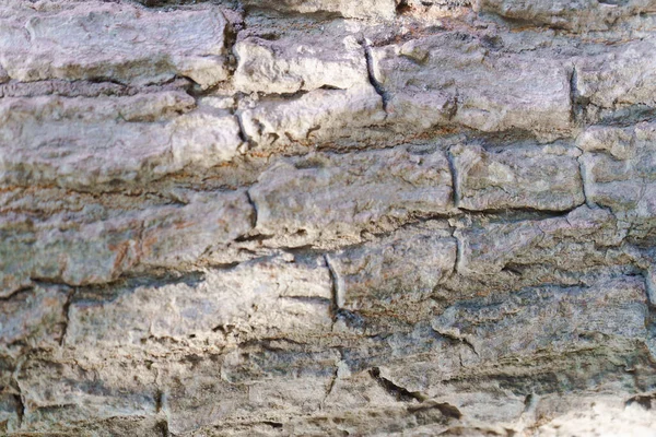 Текстура Сухого Дерева — стоковое фото
