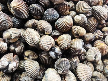 Bir yığın taze kan midyesi üst görünüm, midye veya istiridye taze çiğ kabuklu deniz ürünleri.