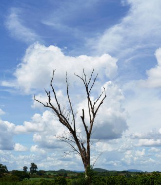 Kurumuş kavak ağacı, beyaz bulutlu güzel mavi gökyüzü..