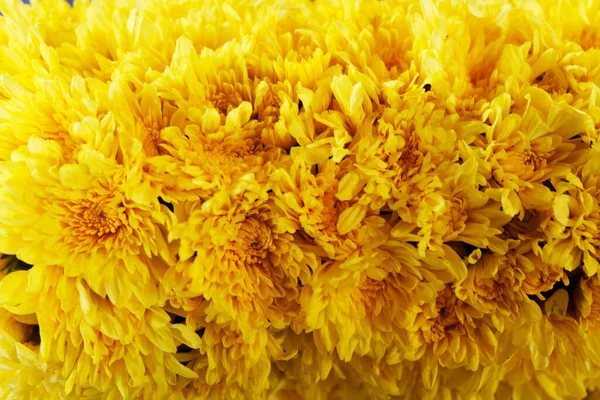 yellow chrysanthemum daisy pattern background bloom.