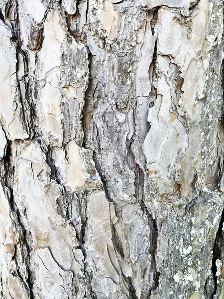 Ağaç Kabuğu Deseni Ağaçtan Pürüzsüz Dokudur Arka Plandaki Ahşap Işlemeler — Stok fotoğraf