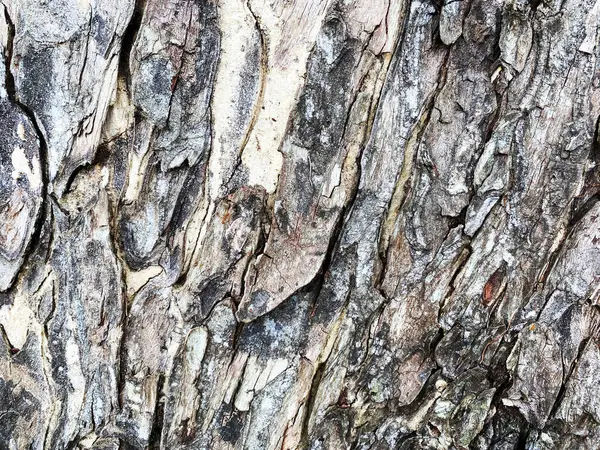 バックグラウンドの木の樹皮質 — ストック写真