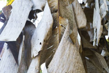 Ağacın üzerinde kuru muz yaprakları.
