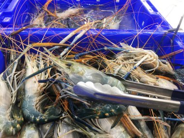 Taze deniz karidesleri tepsilere konur ve taze pazarda satılır..