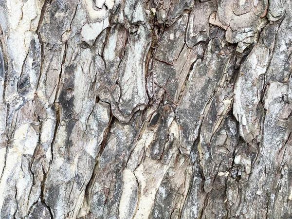 Holzstruktur Kiefer Hintergrund Baumrinde — Stockfoto