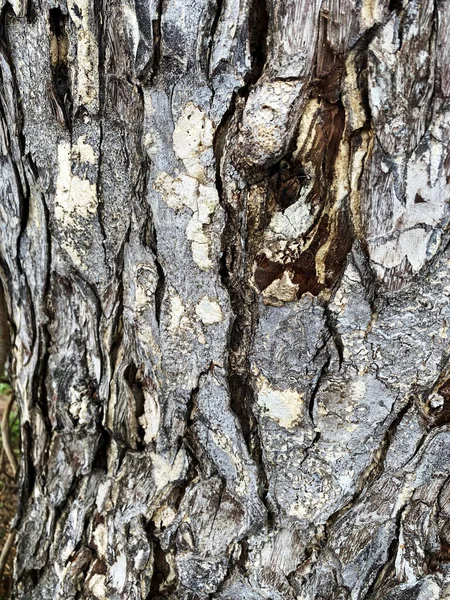 Seamless Bark Background Brown Tiled Texture Old Tree — Stock Photo, Image