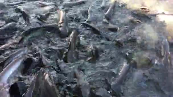 许多鱼在大河中游泳 — 图库视频影像