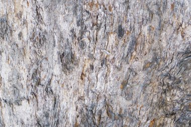 Arkaplan için gri doğal ahşap dokusu.