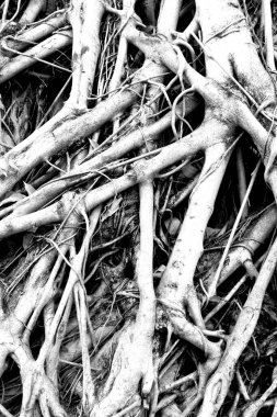 Close-up Of Tree Roots, Strong tree roots.