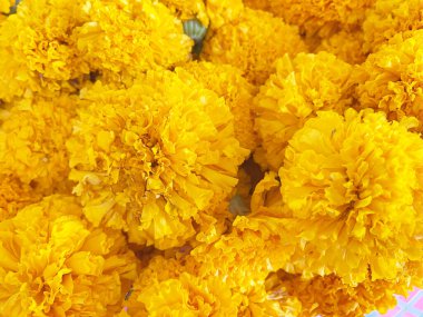 Bir sürü Marigold çiçeği arka plan duvar kağıdı.