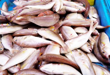 Treadfin çipleri buz içinde taze balıklar süpermarkette satılıyor..