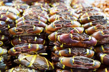 Black Crab or Serrated Mud Crab in fresh market. Closeup fresh bubble crabCommon name Black Crab. clipart