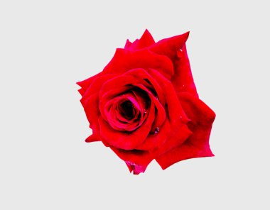 Beyaz arka planda tek koyu kırmızı gül var. Bir kolaj oluşturmak için detaylar.