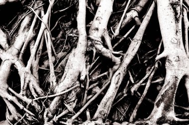 Vahşi ormanda büyük bir ağaç kökü. Tropikal ormanın derinliklerindeki banyan kökü inanılmaz. Yaşlı bir ağacın doğal bir geçmişi vardır..