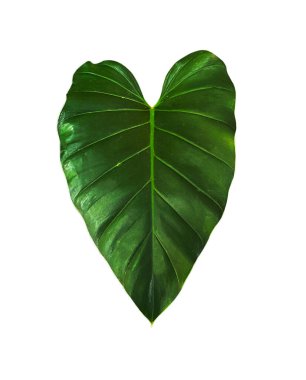 Alocasia makro hizos beyaz arkaplanda bırakır..