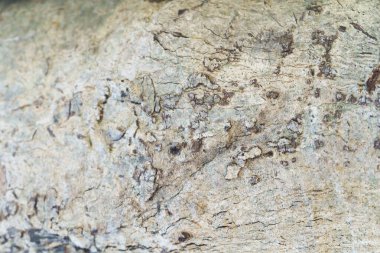 Çam kabuğu arkaplanı dokusu.